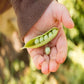 Organic Green Peas  EDPSA - Kandarian Organic Farms