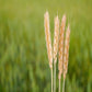 Organic Sonora White Wheat - Kandarian Organic Farms