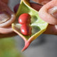 Organic Kidney Beans ECPVK - Kandarian Organic Farms